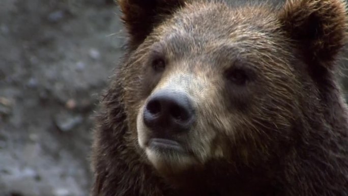 一只黑熊咀嚼的特写镜头。