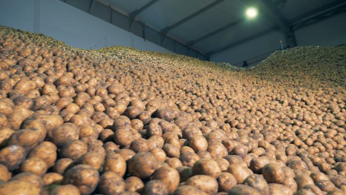 满仓的土豆