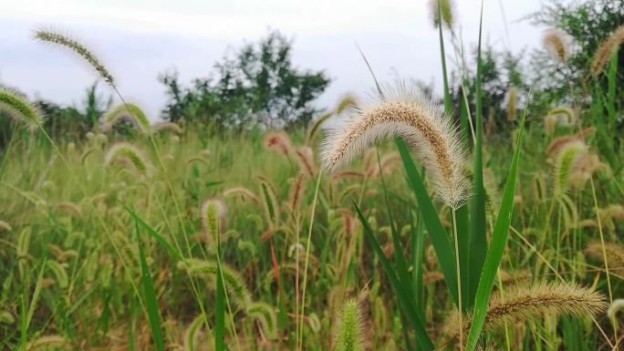 乡村路边随风吹动的野草