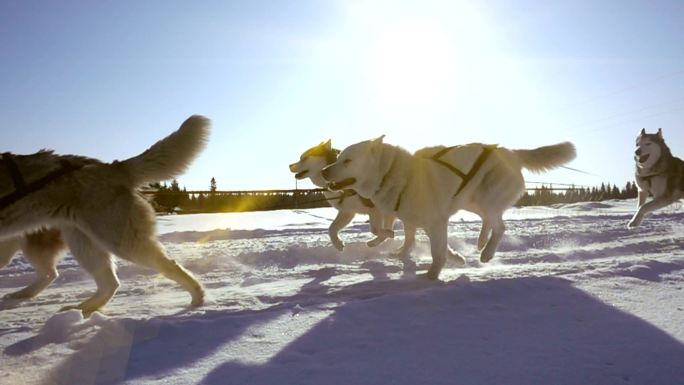 哈士奇拉力雪橇狂奔雪橇犬阿拉斯加