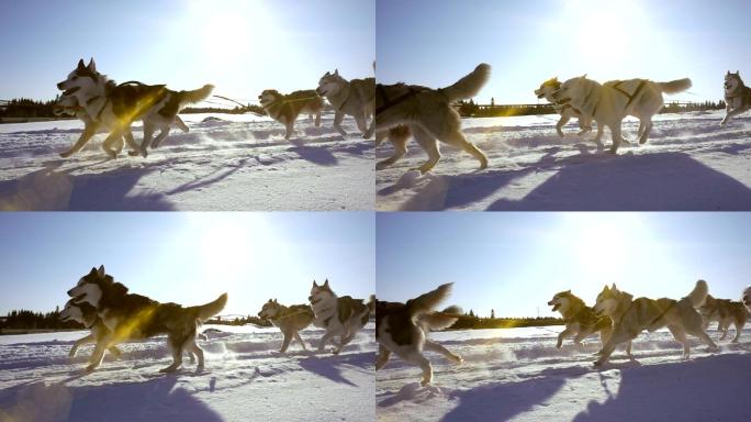 哈士奇拉力雪橇狂奔雪橇犬阿拉斯加