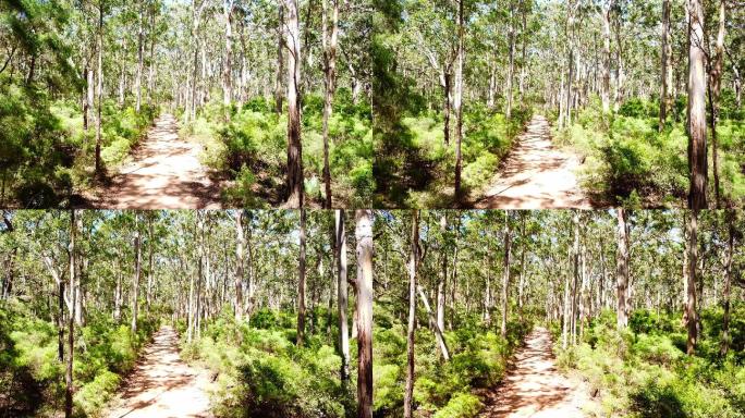 西澳大利亚的格伦森林