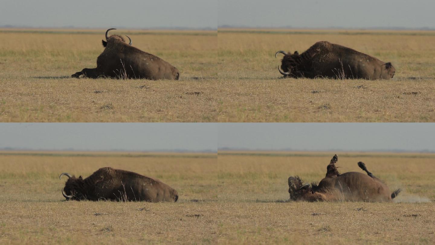 野牛沐浴在尘土中非洲草原栖息地繁衍生息