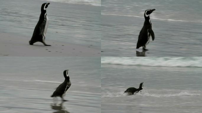 麦哲伦企鹅正在海滩上奔跑