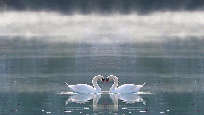 天鹅之间的爱治愈纯美浪漫两只天鹅心形甜蜜