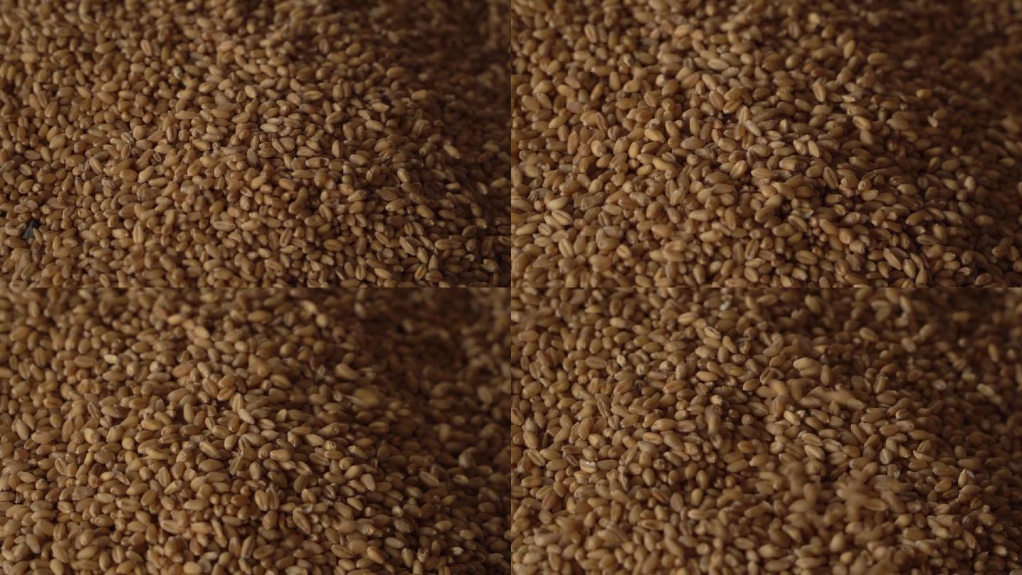 制作大曲曲药使用的小麦实拍