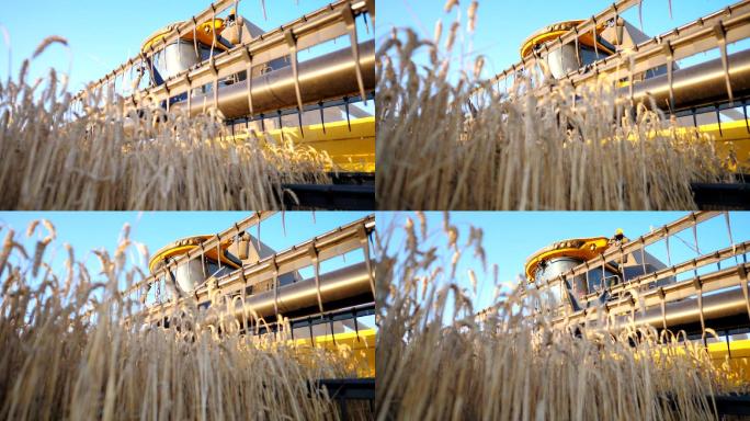 联合收割机在晴朗的日子收割黄色的大麦秆
