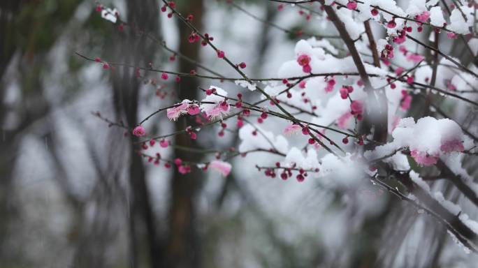 雪中红梅花开唯美空镜合集（1）