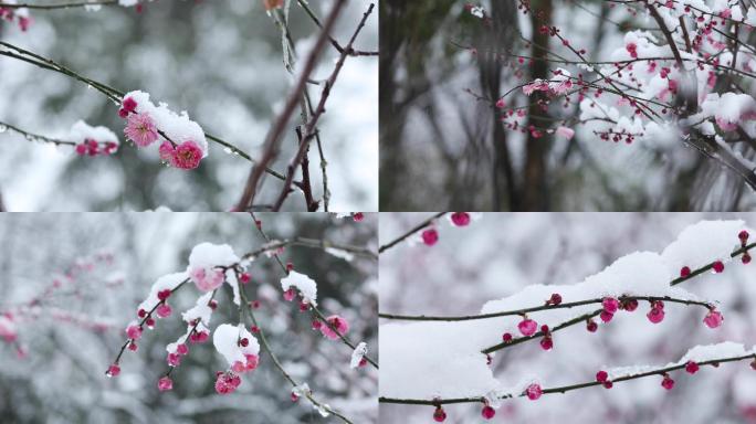 雪中红梅花开唯美空镜合集（1）