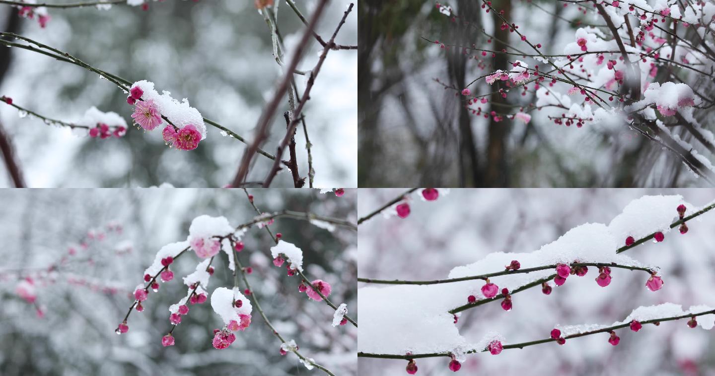 雪中红梅花开唯美空镜合集（1）