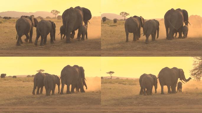 日落时分国家公园的一群大象