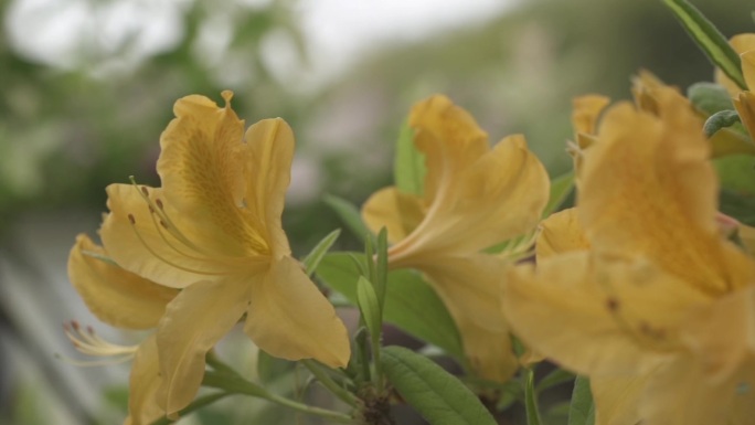 春天黄色杜鹃花