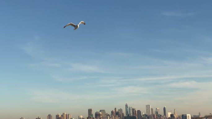 飞越美国纽约湾上游的海鸥