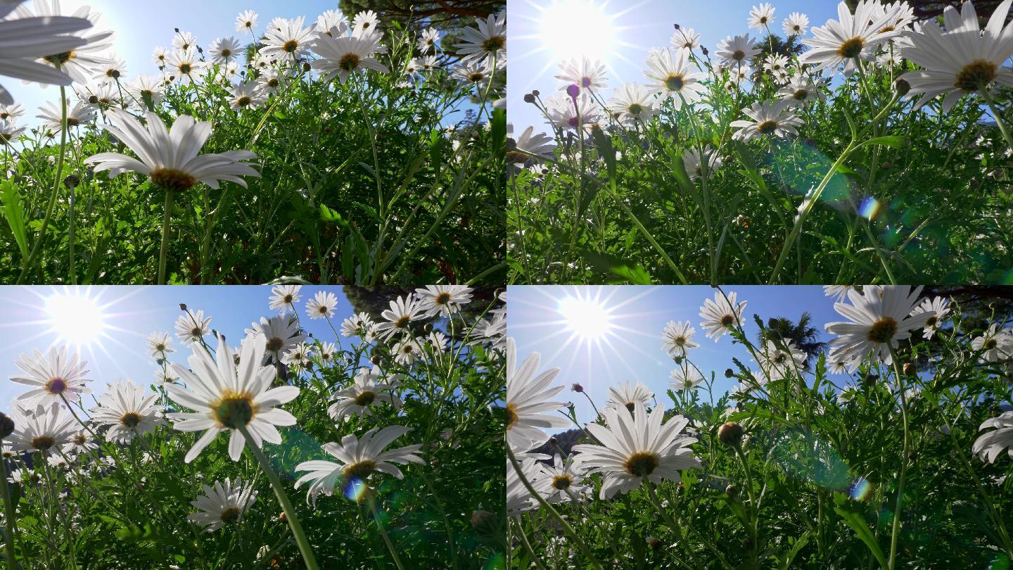 穿过甘菊花的田野雏菊花海春天