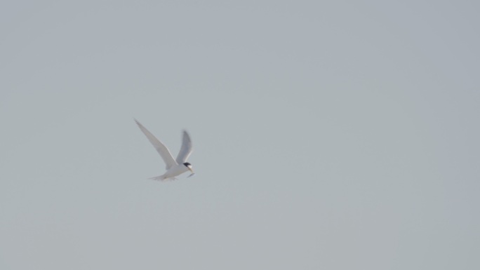 一只小燕鸥叼着一条鱼飞翔