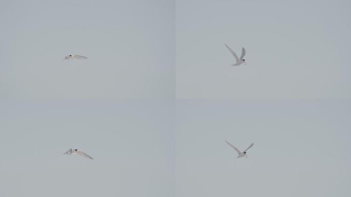 一只小燕鸥叼着一条鱼飞翔