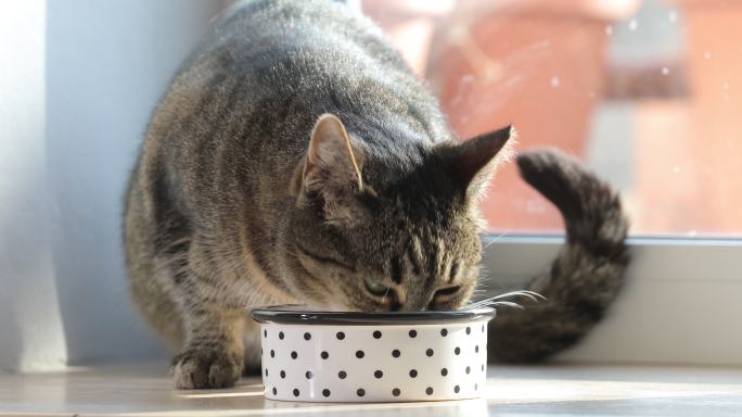 家猫斑猫正在吃碗里的干粮。