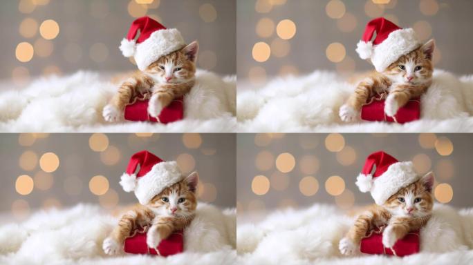 戴着圣诞帽的猫咪猫咪过节