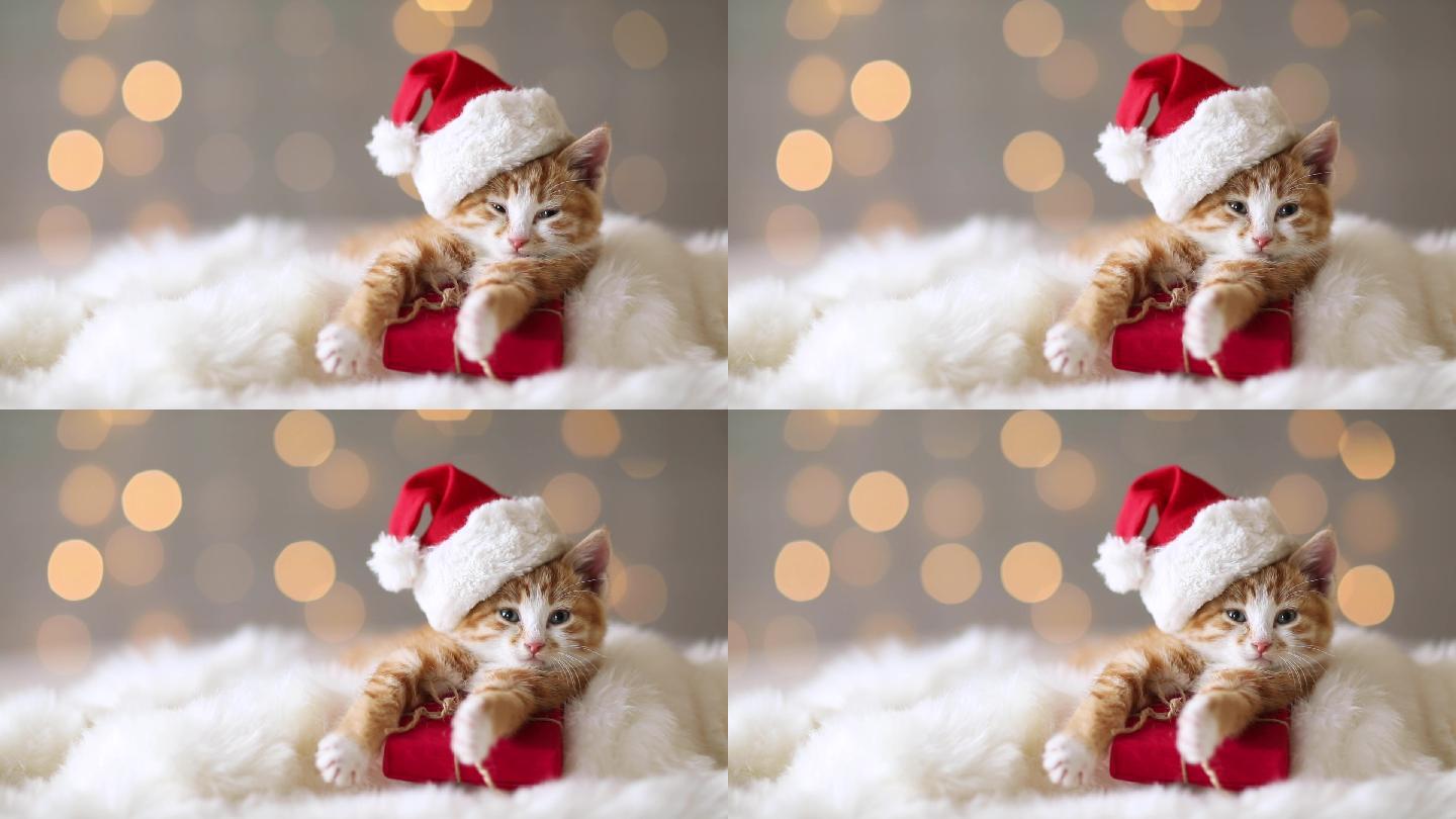 戴着圣诞帽的猫咪猫咪过节