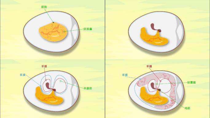 鸡胚发育的三个阶段