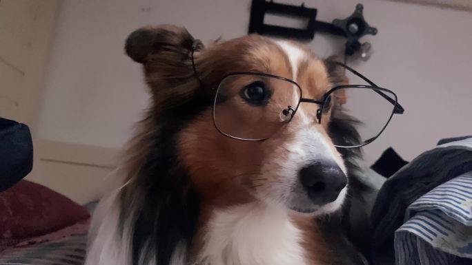 狗带眼镜