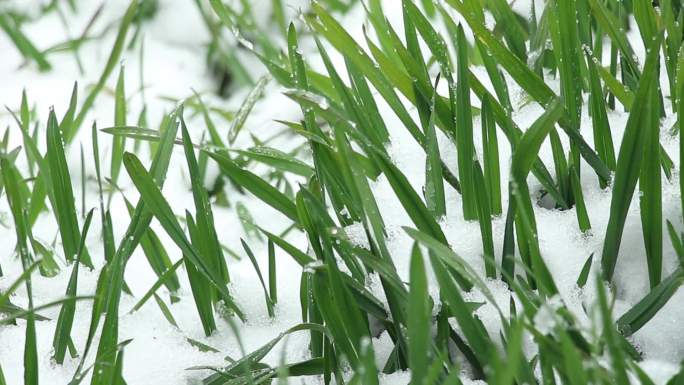 农村雪地绿色麦苗实拍