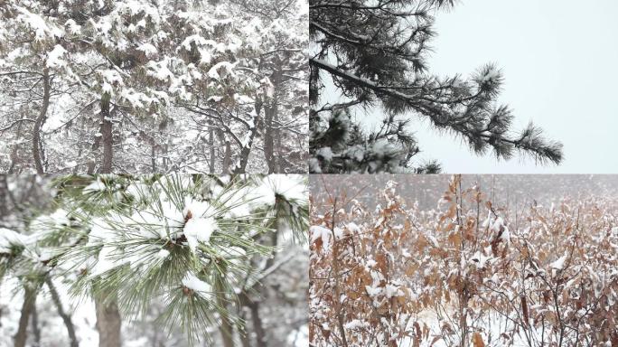 实拍大雪落松树间，雪天山景