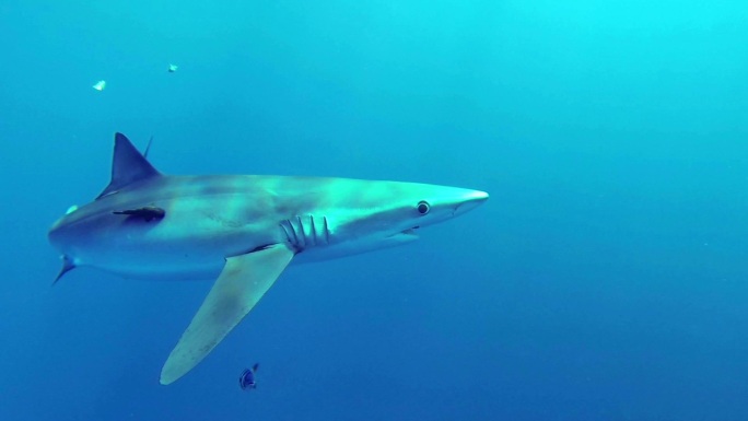 蓝鲨海洋生物海底生物大鲨鱼