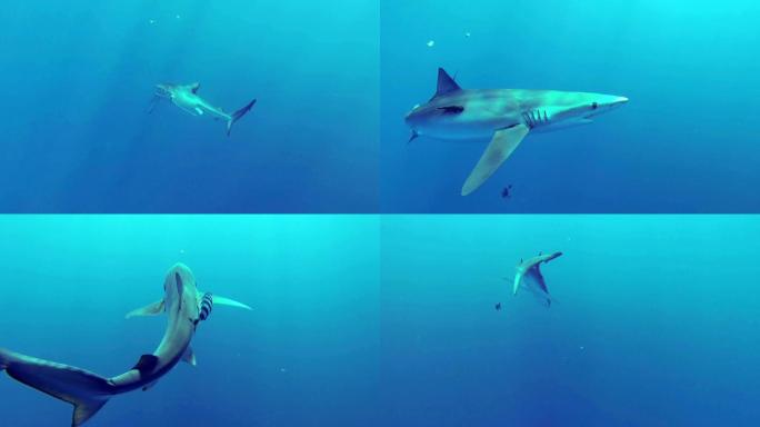 蓝鲨海洋生物海底生物大鲨鱼