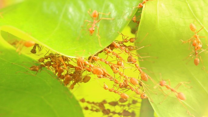 泰国清迈户外，蚂蚁用树叶筑巢