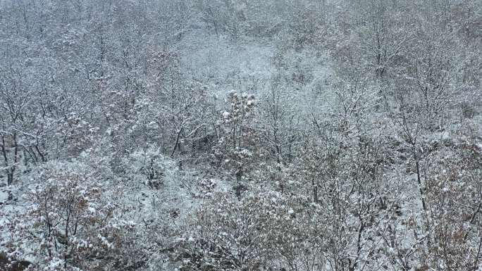 山林雪景开车