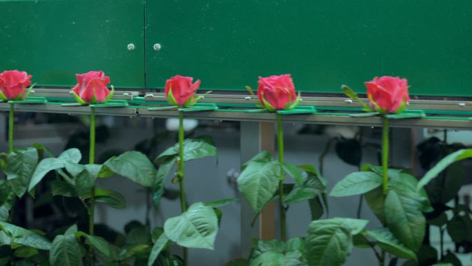 鲜艳的玫瑰在花厂的加工线上旋转