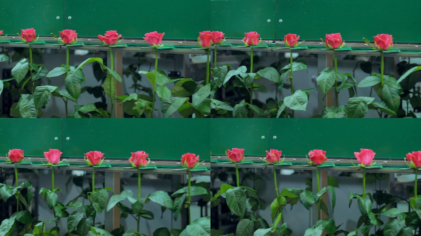 鲜艳的玫瑰在花厂的加工线上旋转