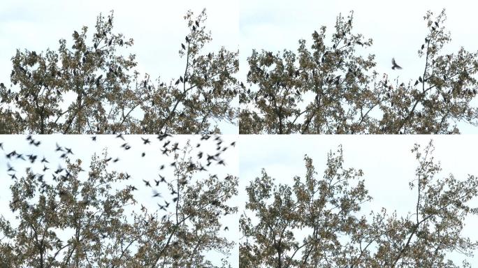 数百只鸟从树上飞走