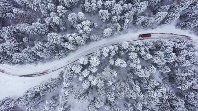 卡车在路上铲雪自然松科树木
