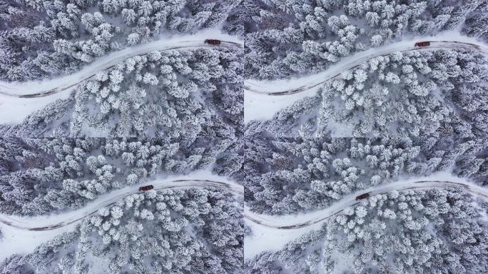 卡车在路上铲雪自然松科树木