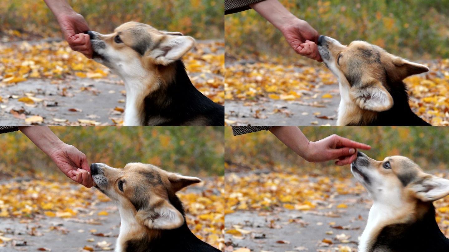 一只狗吃着主人手中的食物。