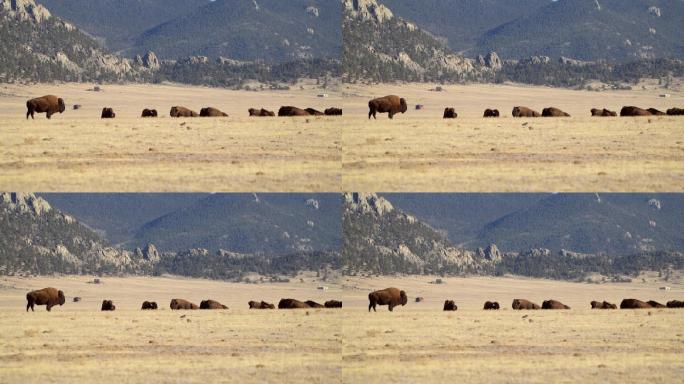 科罗拉多州的美洲水牛群