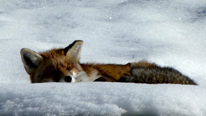 一只红狐睡在雪地里