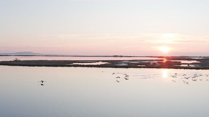 一群粉红色的火烈鸟在日落时飞过湖面