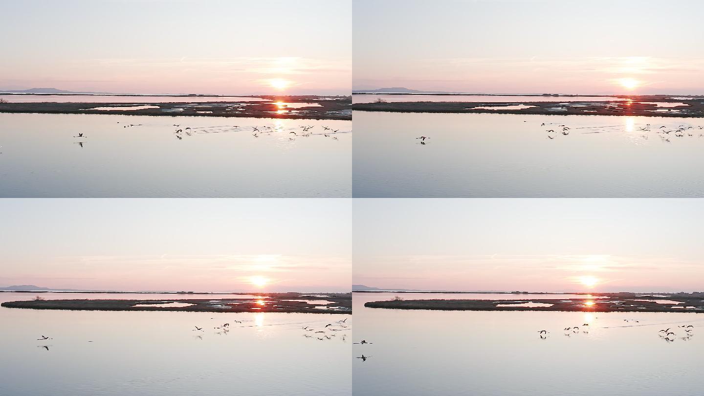 一群粉红色的火烈鸟在日落时飞过湖面
