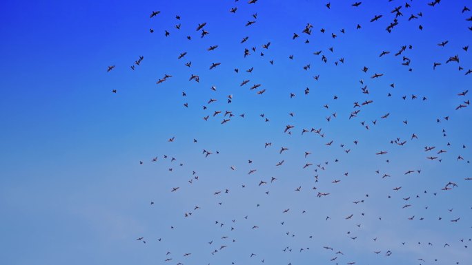 一群鸟儿在蓝天下飞翔
