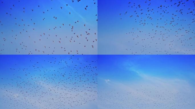 一群鸟儿在蓝天下飞翔