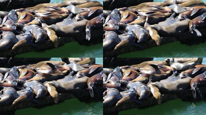 沉睡的海狮海面动物世界饲养动物