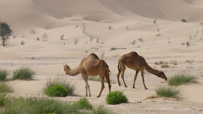野生骆驼在沙漠中吃草。