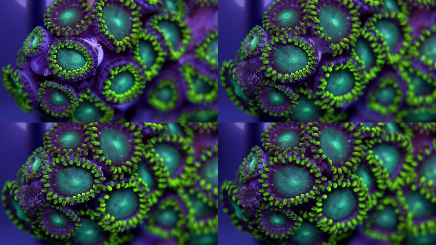 绿珊瑚超微距镜头新冠病毒细菌细胞微生物真