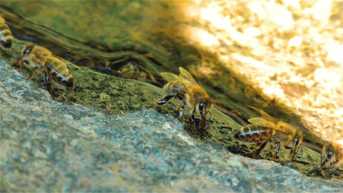 蜜蜂从河中喝水，杀虫剂的防护