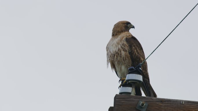 一只红肩鹰在电线杆上