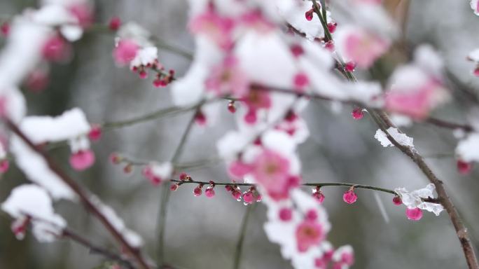 雪中红梅花开唯美空镜合集（2）