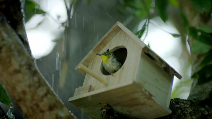 下雨小孩鸟屋鸟巢挡雨